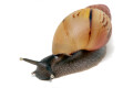 Lissachatina zanzibarica type 4 juvenil
